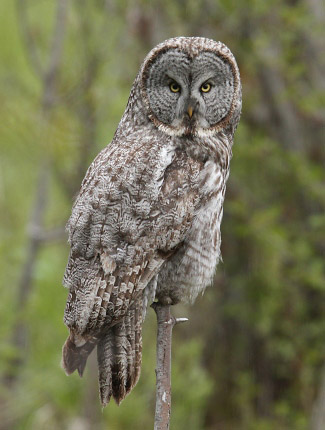 Photograph of Great Grey Owl