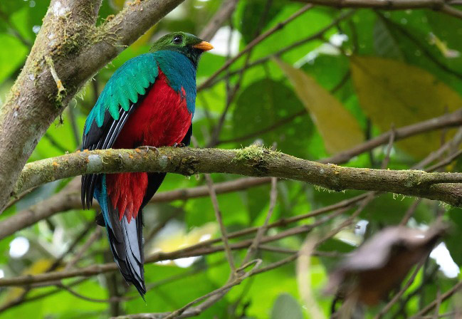 Photograph of Golden-headed Quetzal