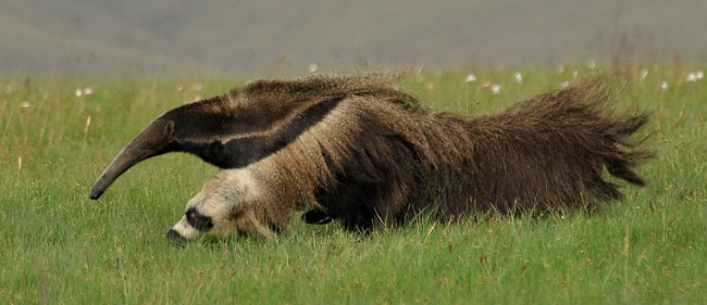 Photograph of Giant Anteater