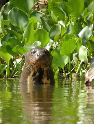 Photograph of Giant Otter