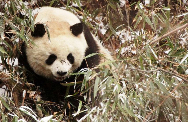 Photograph of Giant Panda