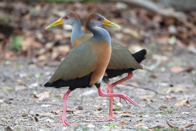 Photograph of Russet-naped Wood-rails