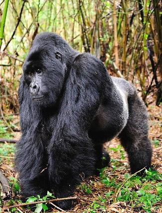 Photograph of Mountain Gorilla