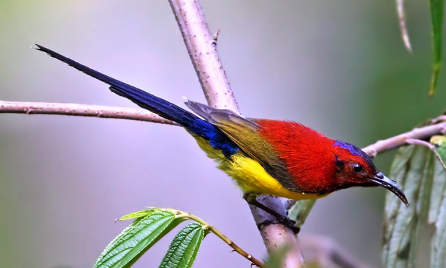 Photograph of Gould's Sunbird