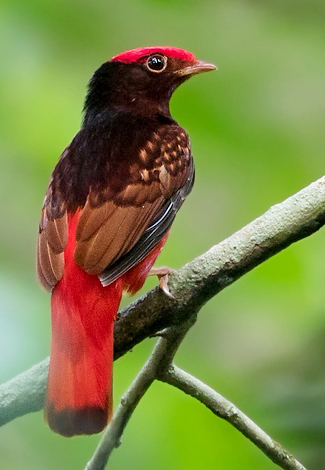 Photograph of Guianan Red-cotinga