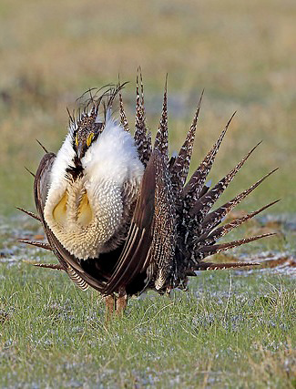 Photograph of Greater Sage Grouse