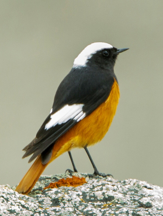 Photograph of Güldenstädt's (White-winged) Redstart