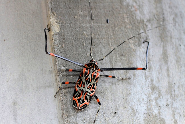 Photograph of Harlequin Beetle