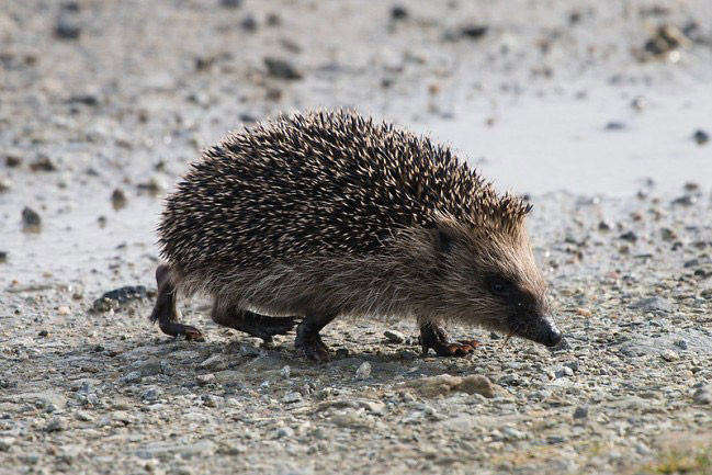 Photograph of European Hedgehog