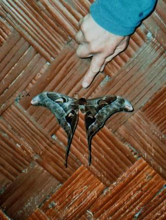 Photograph of Hercules Moth at Ambua Lodge