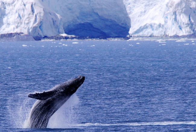 Photograph of Humpback Whale