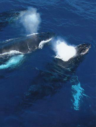 Photograph of Humpback Whales
