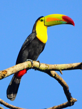 Photograph of Keel-billed Toucan