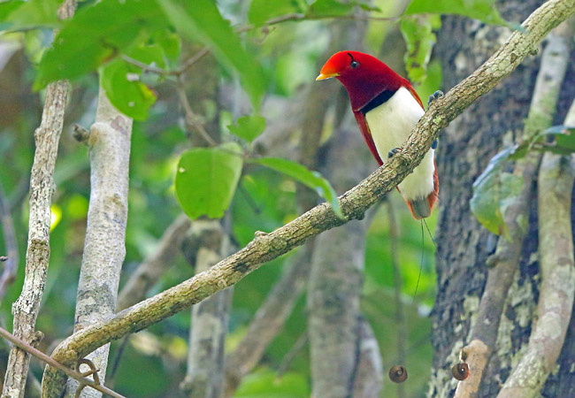 Photograph of King Bird-of-paradise