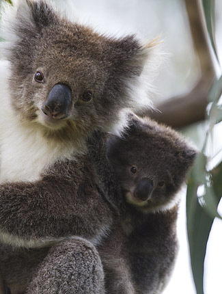 Photograph of Koalas