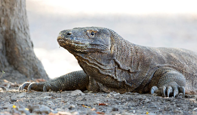 Photograph of Komodo Dragon