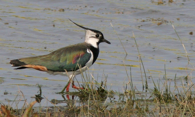 Where to Watch Birds and Other Wildlife in the World/Our Top 100 Birds