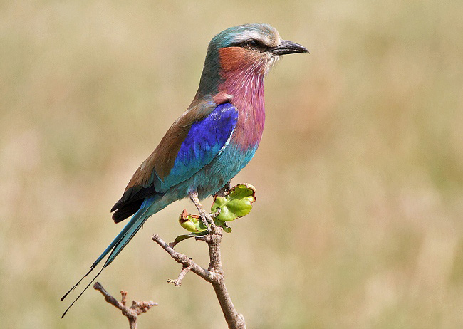 Photograph of Lilac-breasted Roller