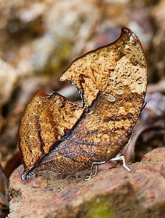 Photograph of Leaf Wing Butterfly