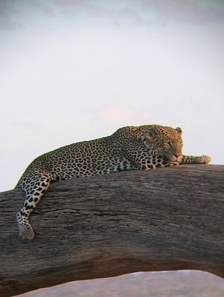 Photograph of Leopard
