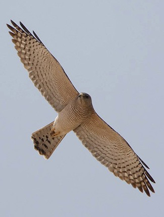 Photograph of Levant Sparrowhawk