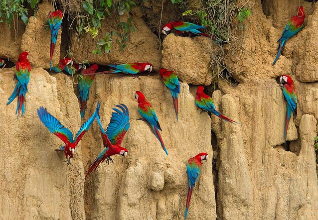 Photograph of Red-and-green Macaws