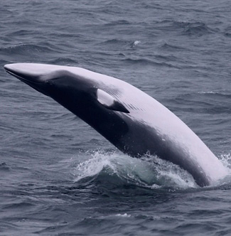 Photograph of Minke Whale