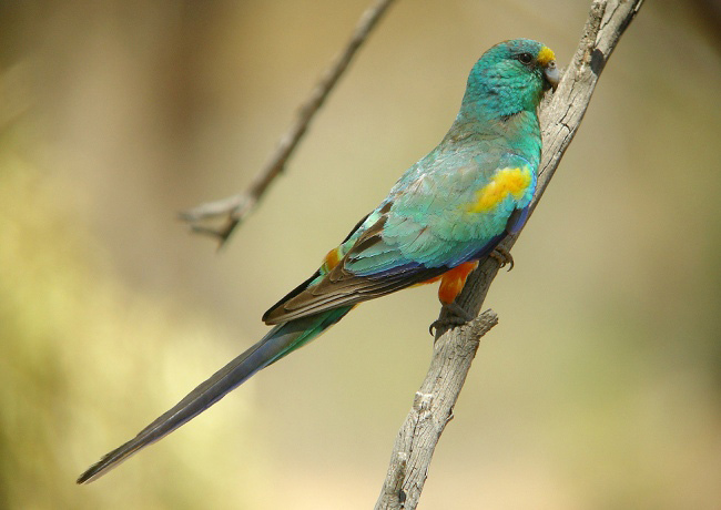 Photograph of Mulga Parrot