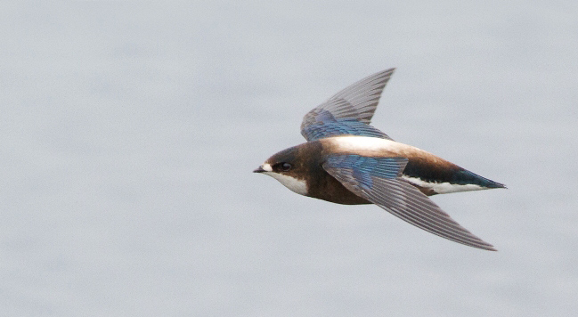 Photograph of White-throated Needletail
