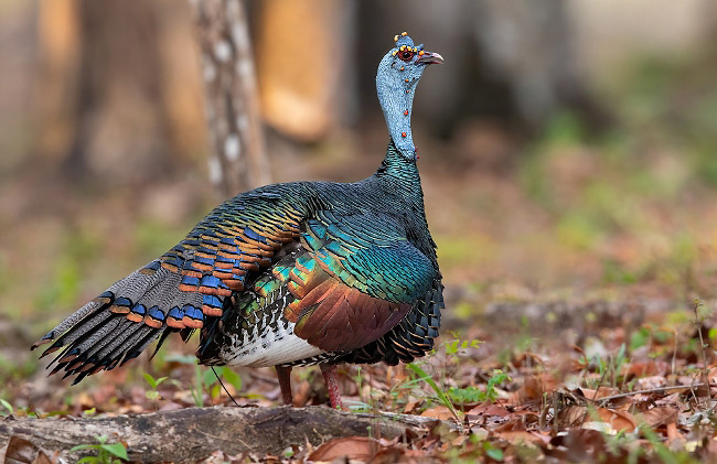 Photograph of Ocellated Turkey