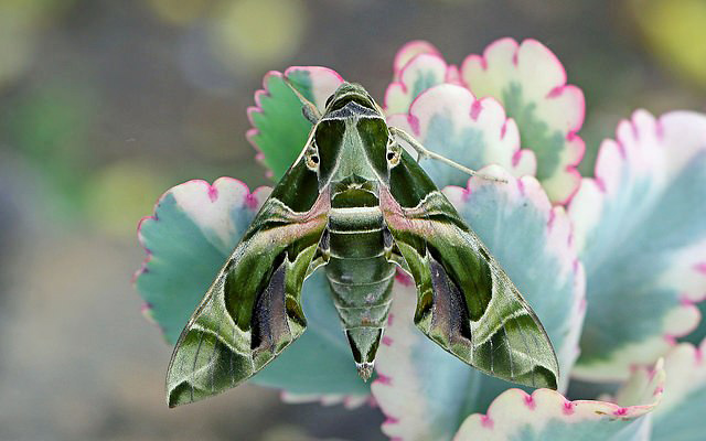 Photograph of Oleander Hawkmoth