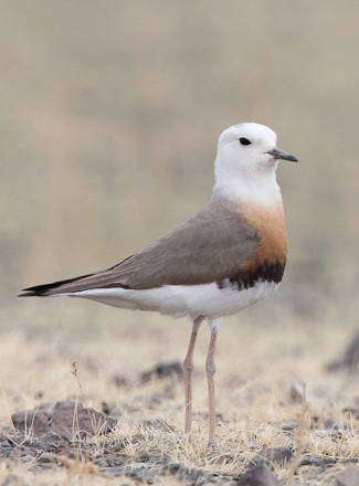 Photograph of Oriental Plover