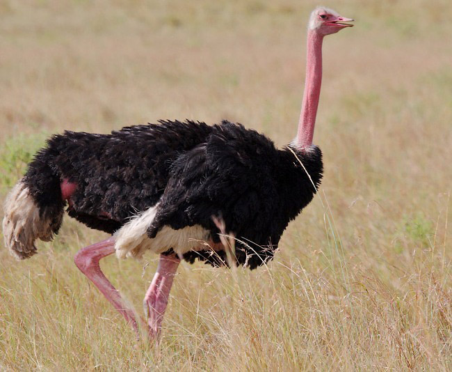 Photograph of Common Ostrich