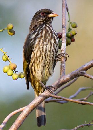 Photograph of Palmchat