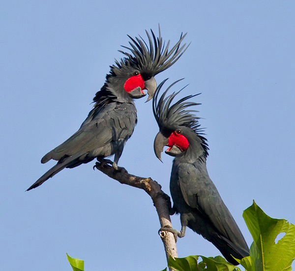 Photograph of Palm Cockatoos