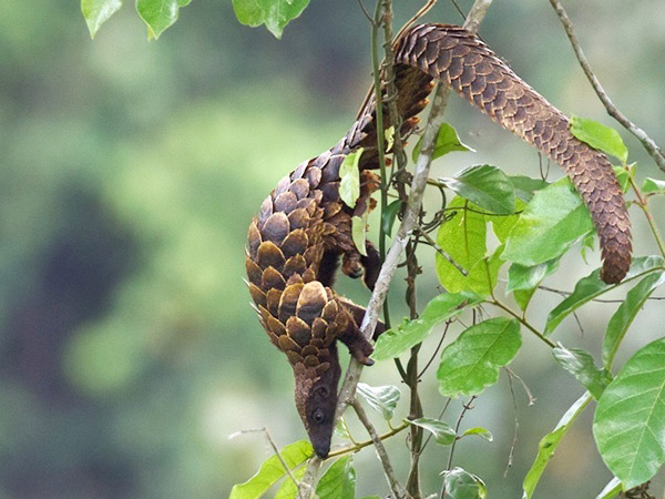 Photograph of Black-bellied or Long-tailed Pangolin
