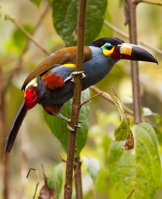Photograph of Plate-billed Mountain-toucan