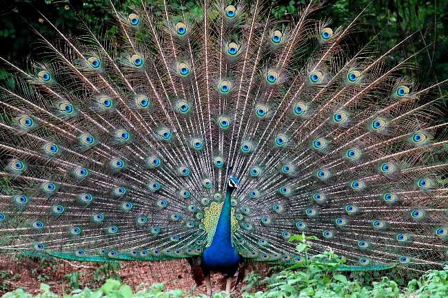 Photograph of Indian Peafowl