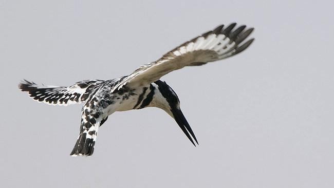 Photograph of Pied Kingfisher