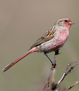 Photograph of Przevalski's Rosefinch (Pinktail)