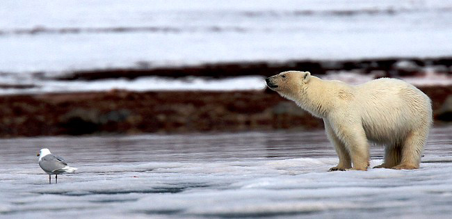 Photograph of Polar Bear