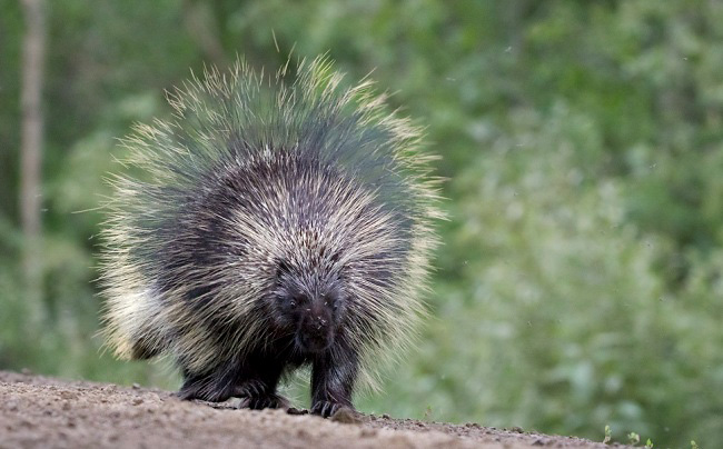 Photograph of North American Porcupine