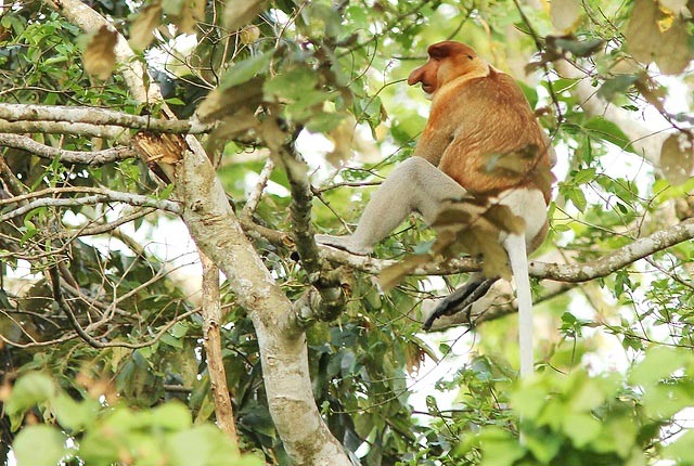 Photograph of Proboscis Monkey