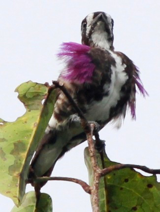 Photograph of White-browed Purpletuft