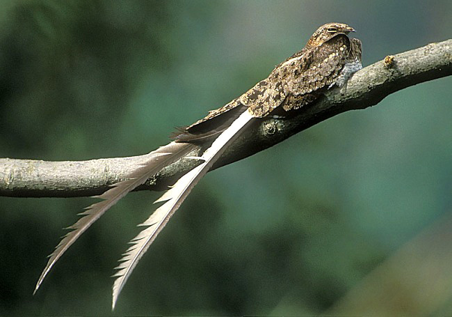 Photograph of Pennant-winged Nightjar