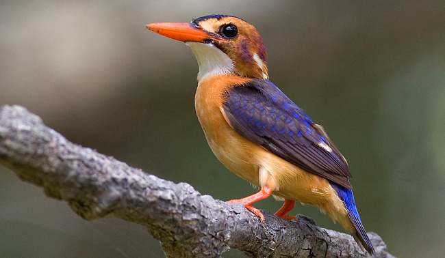 Photograph of Pygmy Kingfisher