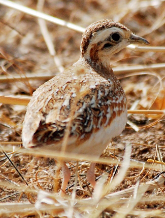 Photograph of Quail Plover