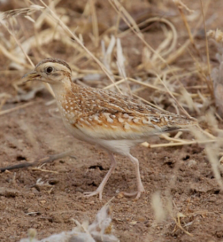 Photograph of Quail Plover