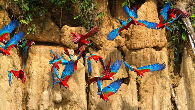 Photograph of Red-and-green Macaws