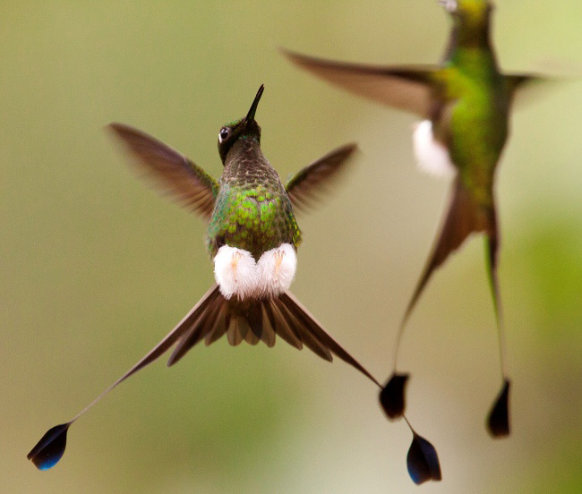 Photograph of Booted Racket-tails